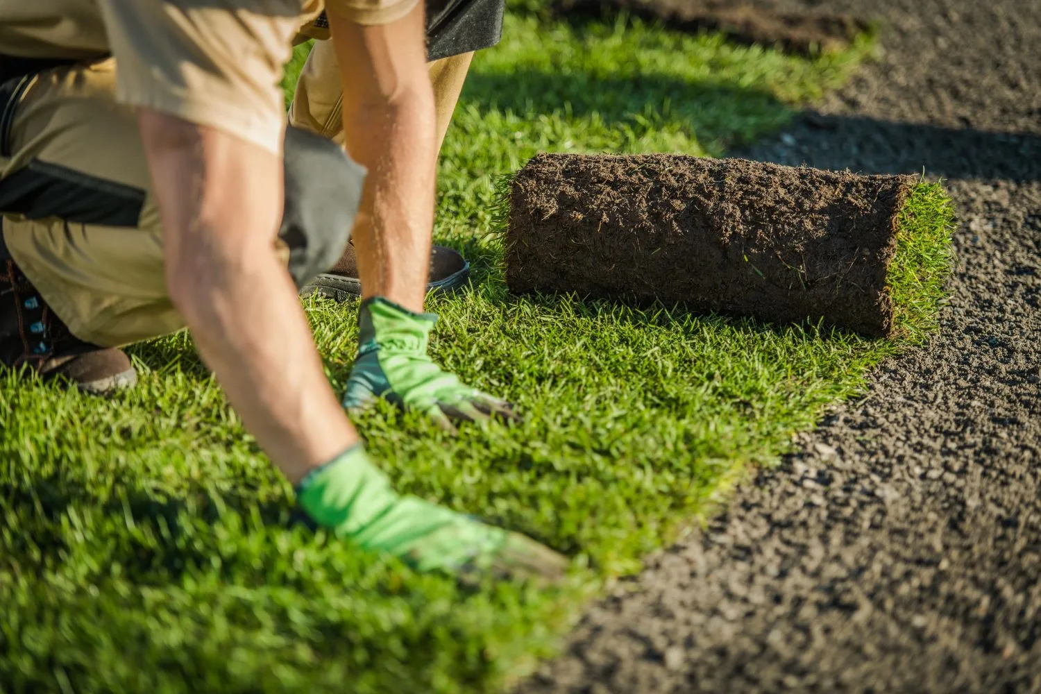 Landscaper laying a roll of fresh turf onto prepared soil
